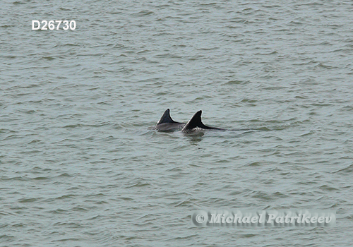 Common Bottlenose Dolphin (Tursiops truncatus)